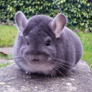 Meet your Posher, Sydney